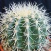 Echinocactus_grusonii_alba
